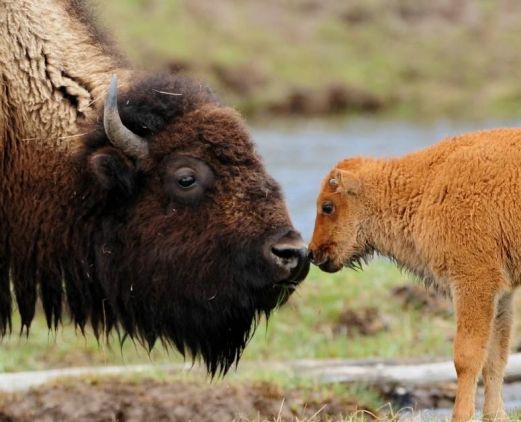 baby-bison-with-mother.jpg